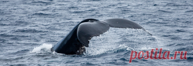 За китами на Кольский | Большая Страна