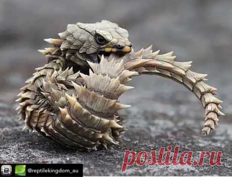 (2) Уникальная ящерица-броненосец — самый настоящий мини-дракон - Сказка для двоих - 23 октября - 43740912461 - Медиаплатформа МирТесен