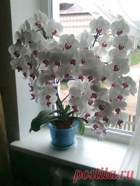 Удивительное цветение орхидеи 
Интересно, чем ее подкармливали?