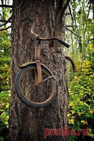 (47) ОдноклассникиВ 1914 году хозяин этого велосипеда приковал его цепью к дереву, чтобы не украли, и ушёл на войну. Он так и не вернулся, и дереву ничего не оставалось, как «обрасти» вокруг.