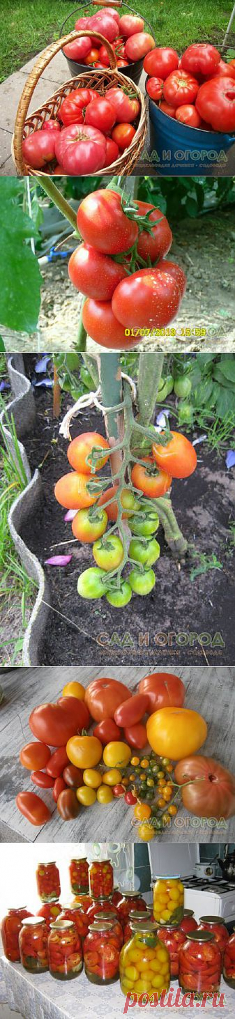 Выращиваем различные сорта томатов в октрытом грунте