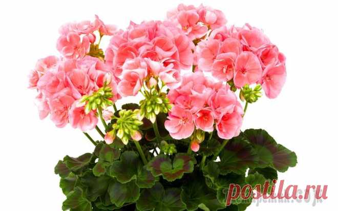 Секреты удобрений для роскошного цветения гераней в домашних условиях