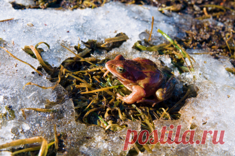 Где зимуют наши садовые помощники — жабы, ящерицы и полезные жуки? Фото — Ботаничка.ru
