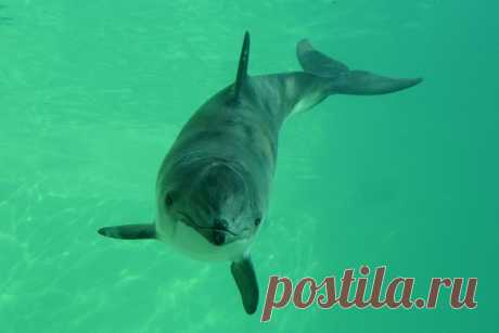 Черноморский дельфин морская свинья (азовка)