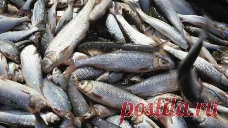 В Приморье усилен контроль за импортом рыбы перед сбросом воды с &quot;Фукусимы&quot;