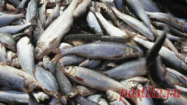 В Приморье усилен контроль за импортом рыбы перед сбросом воды с "Фукусимы"