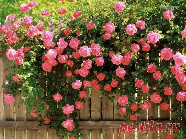 Сажаем в саду плетистые розы!
