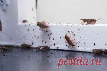 Россиянам назвали ответственных за устранение тараканов в домах