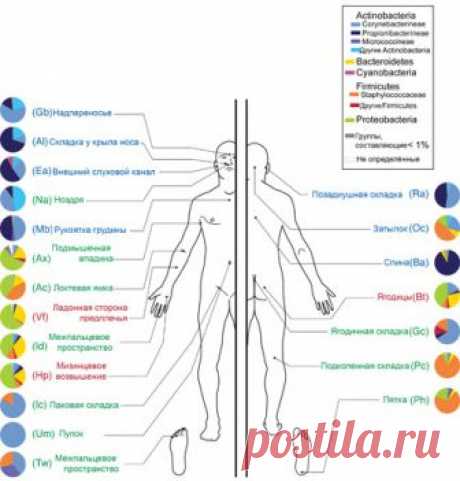 Составлена пространственно-временная бактериальная карта человеческого тела - Газета.Ru
