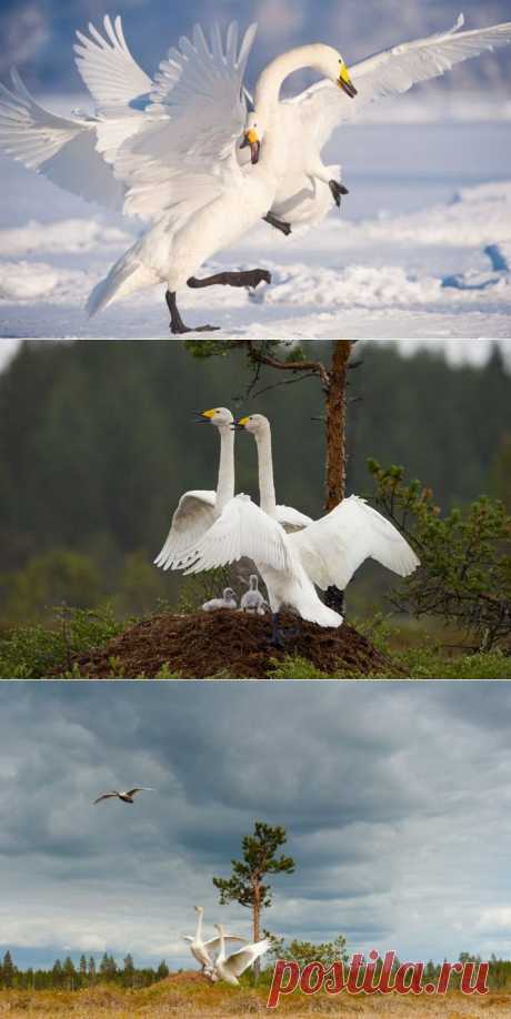 Фото. Лебеди — кликуны от Stefano Unterthiner. (21 фото) | ФотоИнтерес