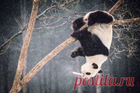Фото дня. Гигантская панда по кличке Мэн Мэн играет в Центре охраны больших панд в Чанчуне, главном городе провинции Цзилинь.