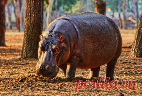 Бегемот или гиппопотам (лат. Hippopotamus amphibius)