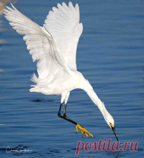 Honing In I would not want be the little fish that has this snowy egret’s undivided attention!  Best viewed large.  Taken at Ding Darling NWR.  Thanks so much to everyone who takes the time to view, fave or comment on my photos!  © 2019 Craig Goettsch - All rights reserved.   Any unauthorized use without permission is prohibited