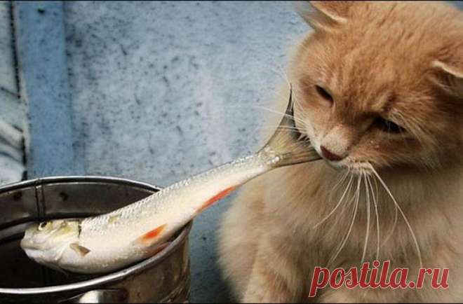 В доме, где есть кот, ваша еда легко может стать общей! Смешные котики. | Созвездие котов | Яндекс Дзен