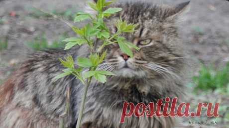 Молодыми и зелеными бывают не только растения | 28 апреля 2024 | Сайт «Кошки–Коты» | Автор Нина Стрелкова | Кошачий календарь «Кошки каждый день» |