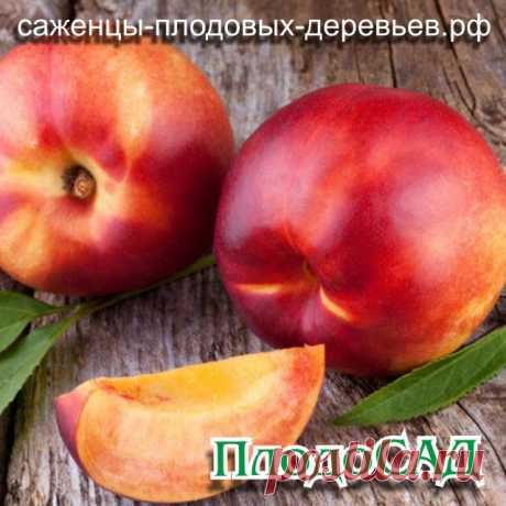 Гибрид сливы и персика «Сливовый нектарин» - - Интернет-магазин саженцев плодовых деревьев «ПлодоСАД»
