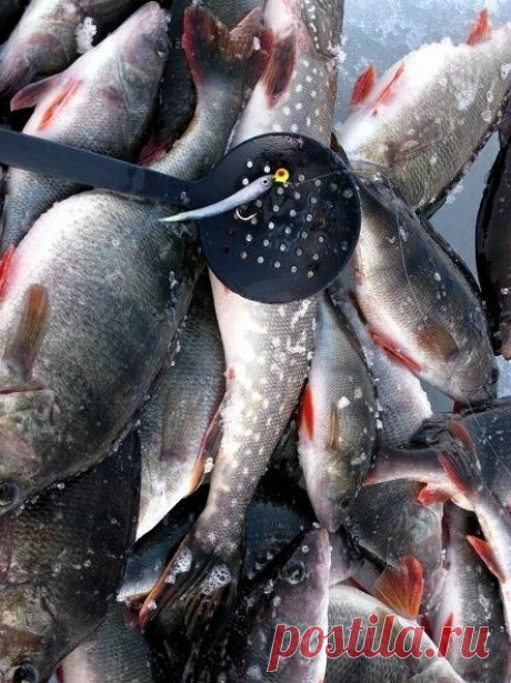 Тонкости зимней рыбалки, которые не оставят вас без рыбы | Успешный рыбак | Яндекс Дзен