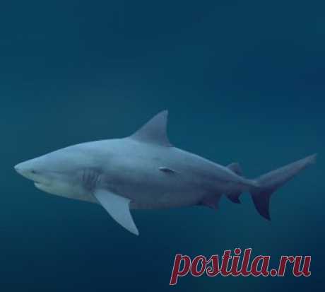 Акула-бык (Carcharhinus leucas) .