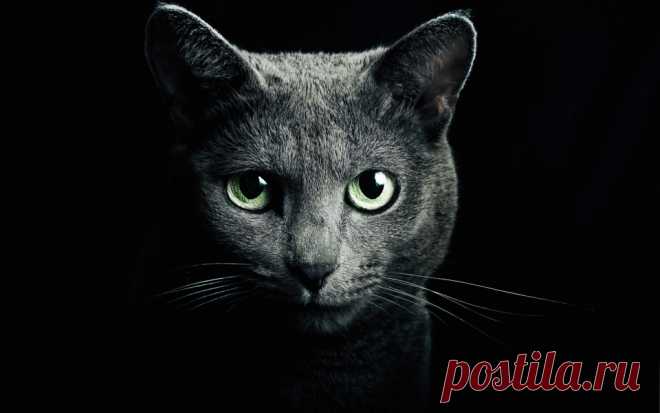 Download Russian Blue Cat Wallpaper - GetWalls.io Click to download free wallpaper for your desktop and mobile.