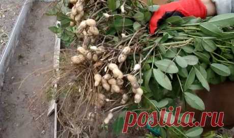 Как вырастить арахис на грядке и получить хороший урожай | На Даче | Яндекс Дзен