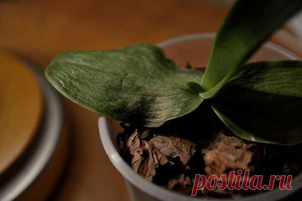 Как сделать в домашних условиях витаминный коктейль для орхидей