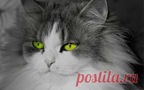 Download Bright Green Eyed Cat Wallpaper - GetWalls.io Click to download free wallpaper for your desktop and mobile.