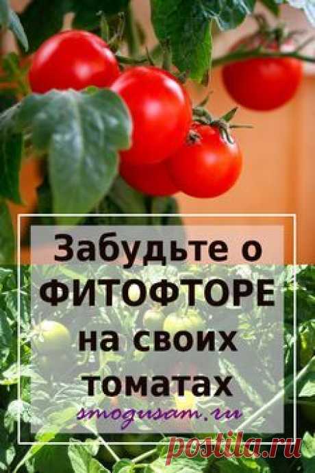 Фитофтора – как спасти томаты | Выращивание ежевики, Огород, Выращивание помидоров