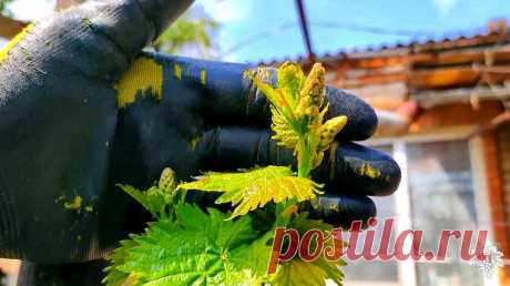 Сроки выломки зелёных побегов винограда | Виноград VM | Яндекс Дзен