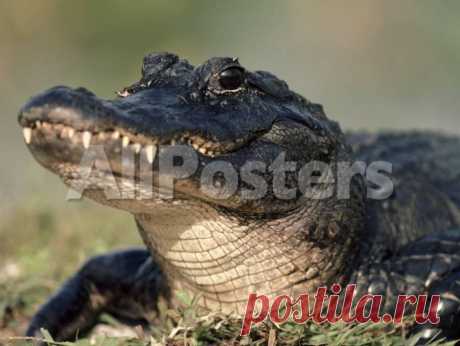 American Alligator Portrait, Florida, USA Photographic Print by Lynn M. Stone at AllPosters.com