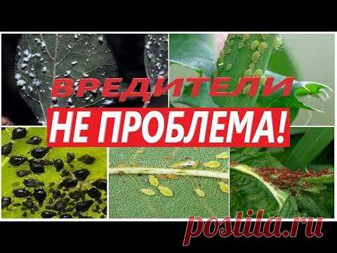 💪  💥  Мощнейшее средство от всех известных насекомых паразитов🕷 🕸  💣 !!! Клещ & червец, моя история.