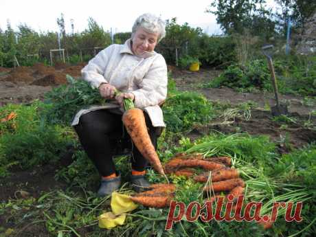 Морковь - сеем, лечим, прореживаем » Женский Мир