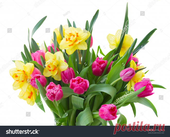 Bouquet Pink Tulip Flowers Yellow Daffodils Imagen De Archivo (stock) 239224375 - Shutterstock