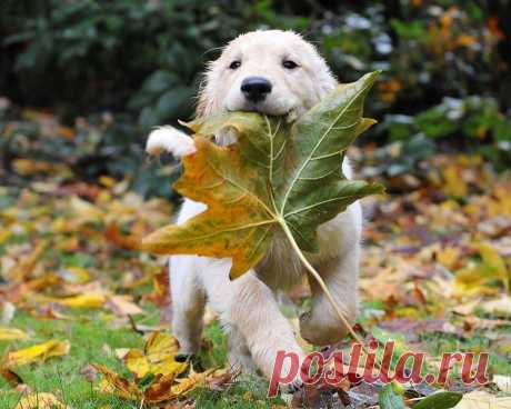 Скачать обои собака, листок, осень ...