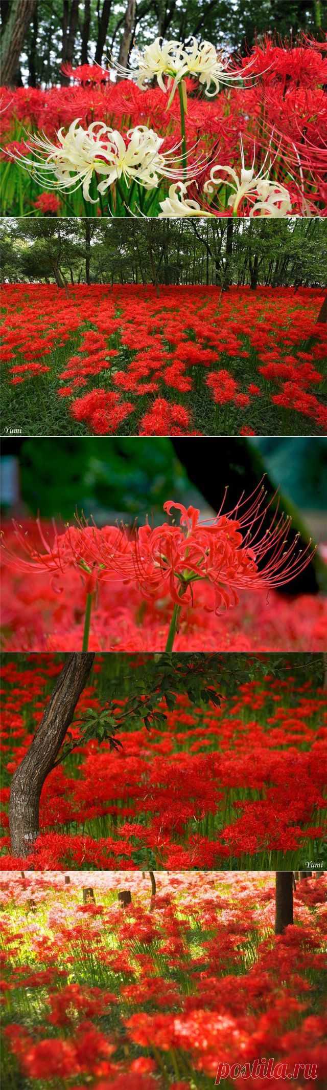 Красная паучья лилия
