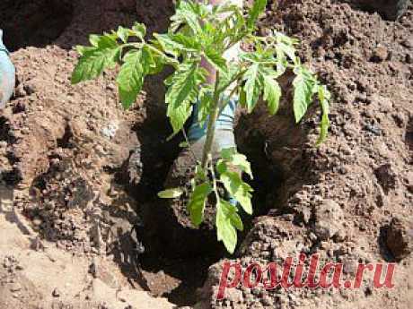 Как посадить рассаду помидор в открытый грунт | Дача - впрок