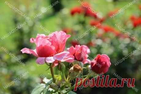 Розы в саду в солнечный летний день Красивые яркие цветы розы крупным планом на размытом фоне зелёной травы и красных роз в саду в солнечный летний день. Садоводство, цветы в природе.