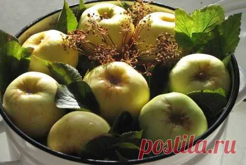 Старинных русские рецепты моченых яблок