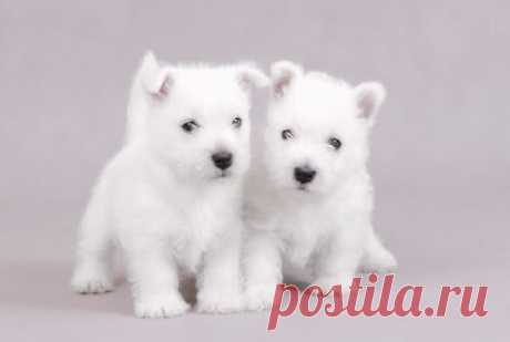 Cute&Cool Pets 4U: Фотографии милых белых щенков