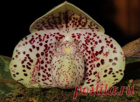 Paphiopedilum wenshanense Initially thought to be a naturally occuring hybrid between P. concolor & P. bellatulum this chinese plant is now treated as a full species.  It grows naturally in limestone rubble on shrubby slopes at between 800-1500m in the Wen Shan Dou Lan district of Yunnan, China. Here it grows in pumice/limestone rubble on a west-facing window ledge of a cool bathroom!