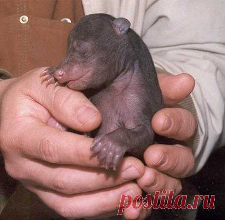 Вот такой , новорожденный мишка косолапый...