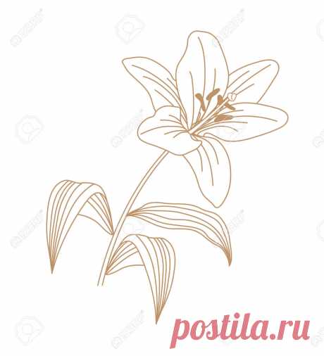 Lily Flower Vector Outline Art Ilustraciones Vectoriales, Clip Art Vectorizado Libre De Derechos. Image 157231060.