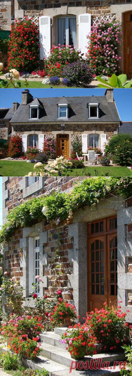 Небольшой городок Перрос-Гирек все в той же провинции Бретань (Франция), можно назвать городком пеларгоний (герани). Особенно любят жители этого городка ампельную плющелистную пеларгонию, которая здесь мило украшает окна, декорирует вход в дом. Считают, что пеларгонии – радостные растения, несущие положительную энергию. Их яркое цветение, являющееся олицетворением тихой, неспешной, уютной провинциальной жизни, на самом деле волнует и будоражит.