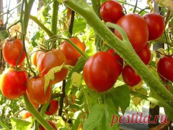 7 правил большого урожая помидоров | Наш дом