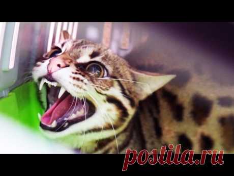 НОВЫЙ ЗЛОБНЫЙ ДИКИЙ КОТ. Отдали бенгальского кота F1 / ANGRY WILD CAT. We were given a Bengal cat F1