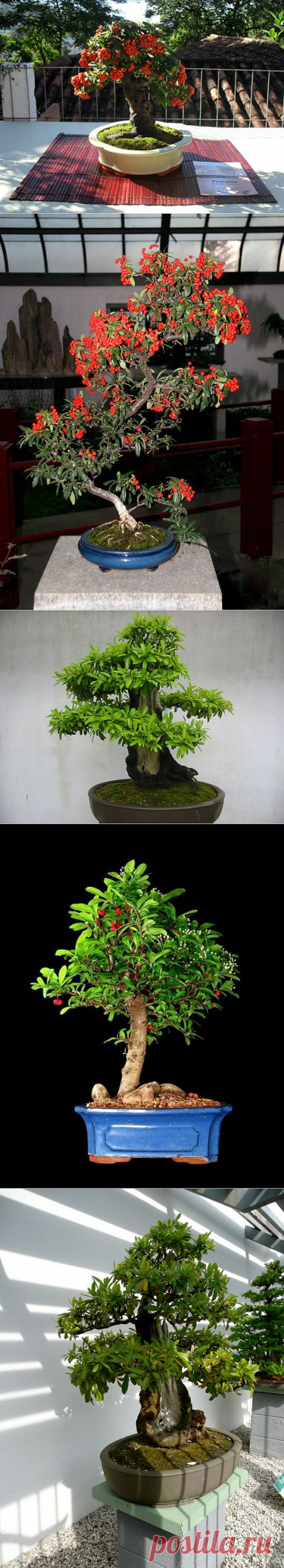 Удивительное растение пираканта, или огненный шип.