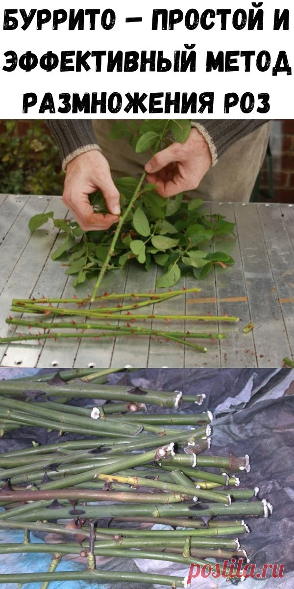 Буррито – простой и эффективный метод размножения роз