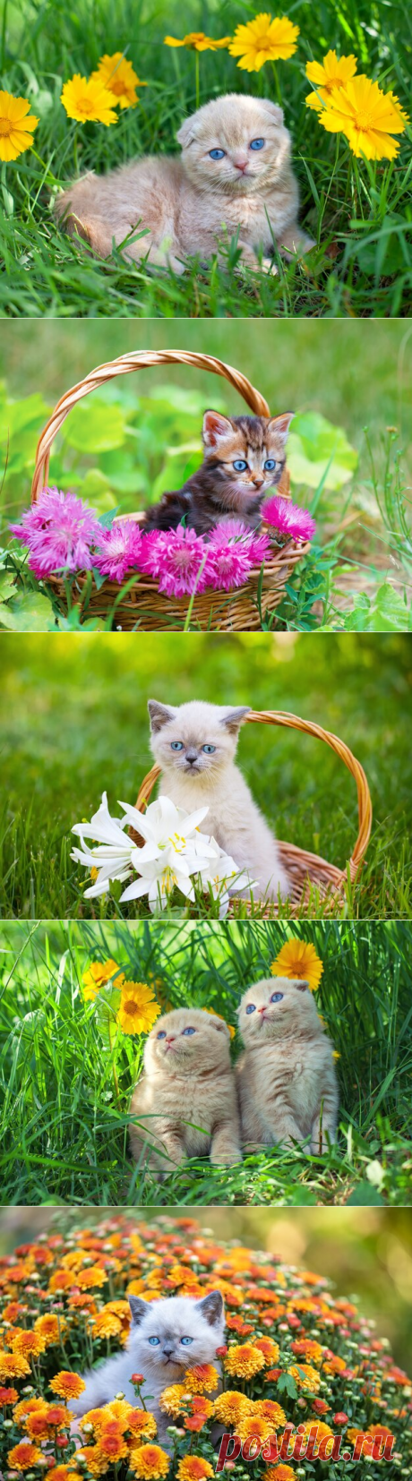 Милый маленький котенок в саду в цветах хризантемы | Премиум Фото