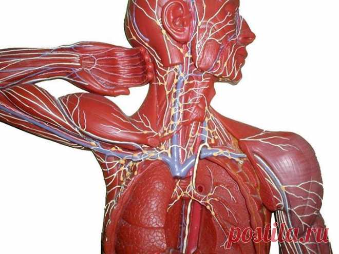 Лимфатической система это система вывода ЯДОВ из организма | ЖИВОЙ, ЕЩЕ ЖИВЕЕ