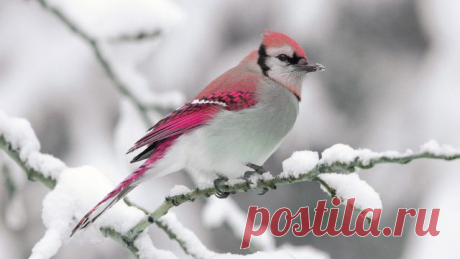 Wallpaper bird, winter, snow, branch, nature HD