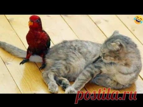 Funny ANIMALS videos😊Funniest CATS😹 and DOGS🐶 2024